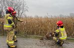 Walczyli o życie sarny uwięzionej w pułapce. Utknęła między metalowymi barierkami