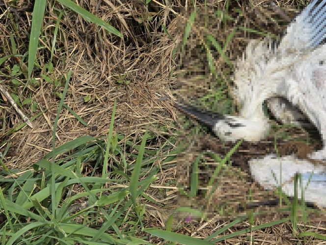 Żywioł nie oszczędził nawet bocianów. Nawałnica zabiła całą rodzinę