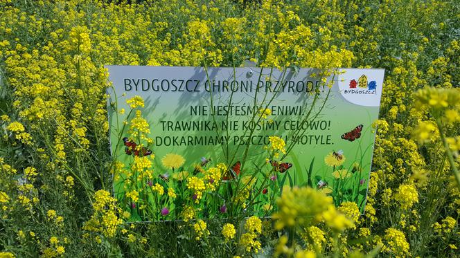 Kiedy Bydgoszcz zabierze się za koszenie trawników? Na razie tego nie robi przez suszę 