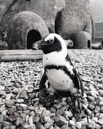 Odszedł najstarszy pingwin z wrocławskiego zoo. Śpij dobrze, będziemy za Tobą tęsknić