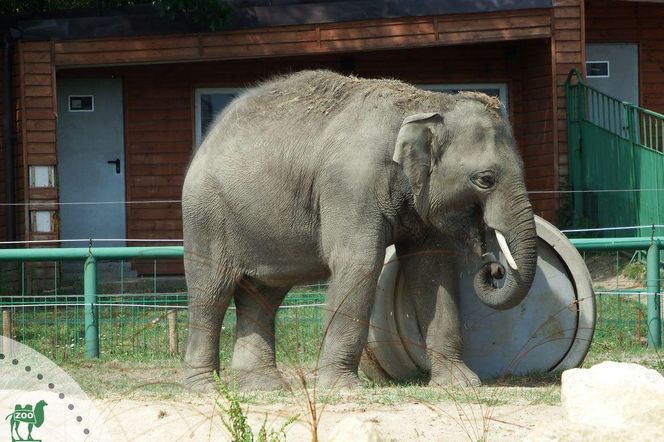 Słonie znkną z Śląskiego Parku Zoologicznego?