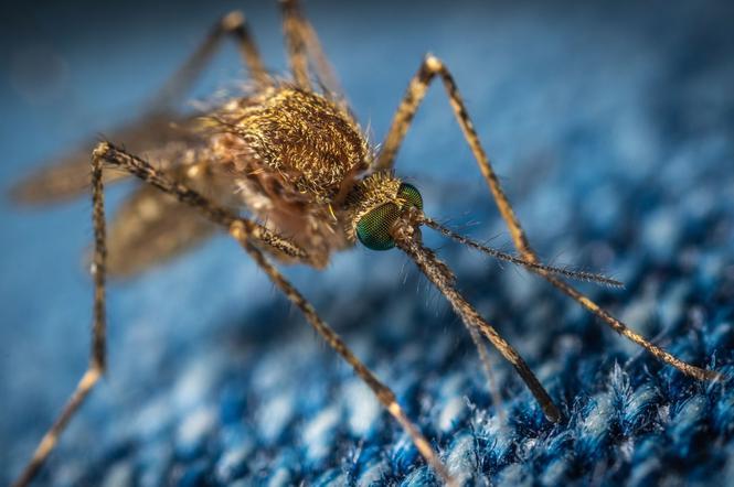 Środki przeciwko komarom są nieskuteczne? NAUCZYŁY SIĘ jak ich unikać! 