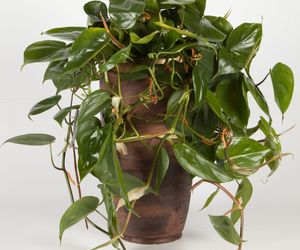 Filodendron pnący - Philodendron scandens