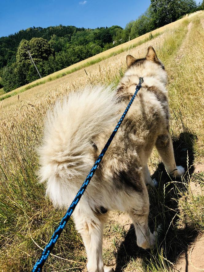 Wielichowska wyczesała psa na maksa