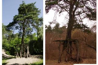 Sosna na szczudłach w Świętokrzyskiem