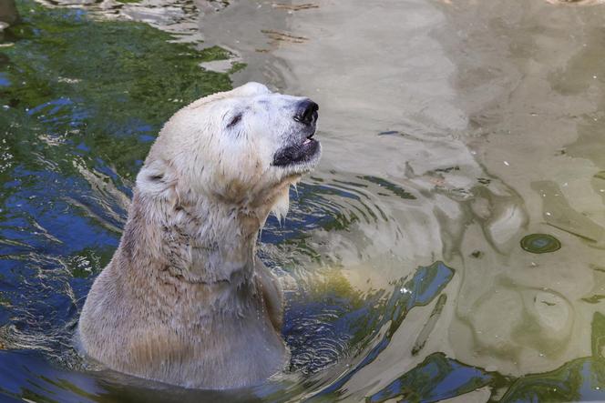 Niedźwiedzie polarne z Warszawskiego ZOO