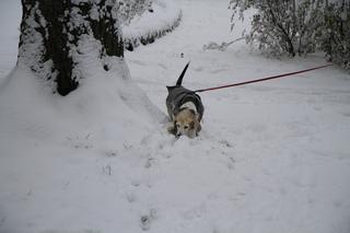 Pierwszy śnieg w Ogrodzie Saskim w Lublinie w tym sezonie!