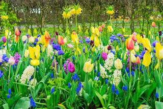 Wiosenne kwiaty - jakie rośliny cebulowe kwitną wiosną?