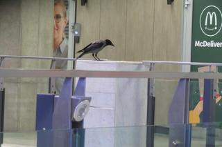 Wrona uwięziona na Dworcu