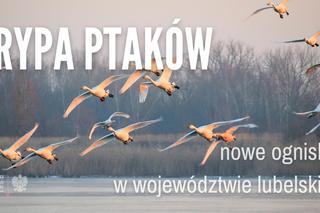 Lubelskie - ptasia grypa znów atakuje