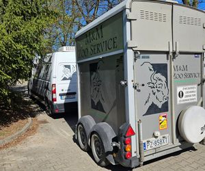 Goryli amant wyruszył na randkę życia. Bwana założy rodzinę w Szwajcarii. „Będziemy tęsknić”