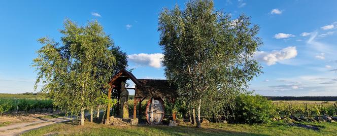 Winnica Cantina, Mozów koło Sulechowa