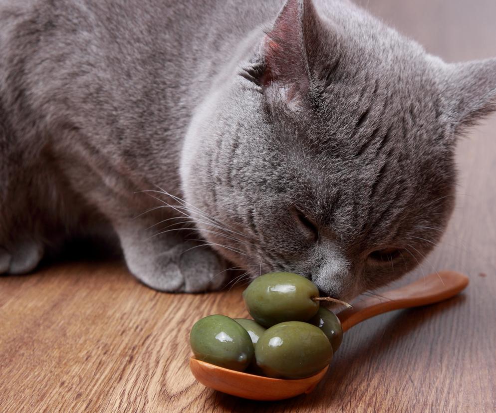 Dlaczego kot lubi oliwki?