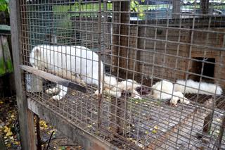 Horror na fermie lisów pod Krotoszynem. Zwierzęta zjadały siebie nawzajem, część zabito prądem