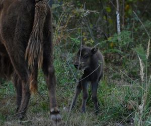 W zagrodzie pokazowej żubrów w Kopnej Górze narodziło się pierwsze żubrzątko. Początki nie były łatwe