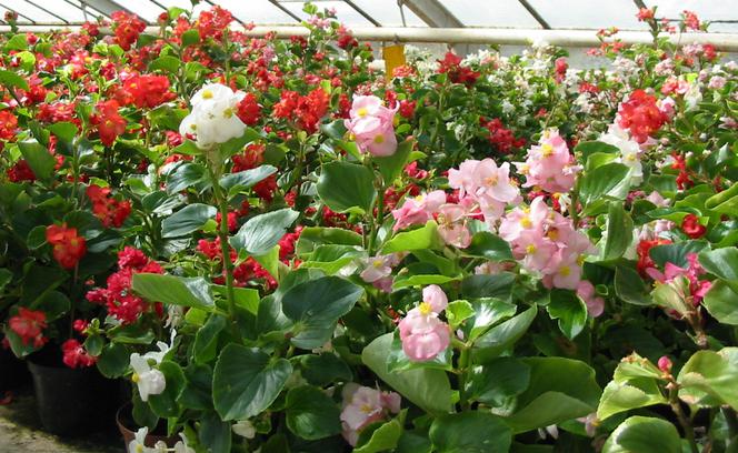 Begonia stale kwitnąca 