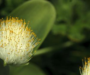 Krasnokwiat białokwiatowy - Haemanthus albiflos