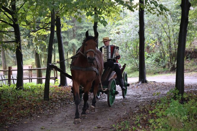 Tak ongiś siekano kapustę w woj. lubelskim. „Obieraczki kapuściane” w Muzeum Wsi Lubelskiej