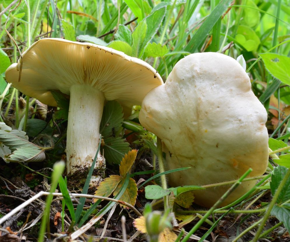 Już są wiosenne grzyby. Po jakie grzyby wybrać się na łąkę i do lasu?