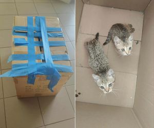 Bezdomny pokonał 6 kilometrów, by uratować dwa kotki. Wzruszony mieszkaniec znalazł mu pracę i mieszkanie!