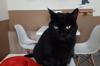 To koniec Kociej Ferajny - pierwszej w Bydgoszczy kawiarni z kotami. Nie chodzi tylko o pieniądze.  Puma, Luna, Prezes i Puszek czekają na głaski