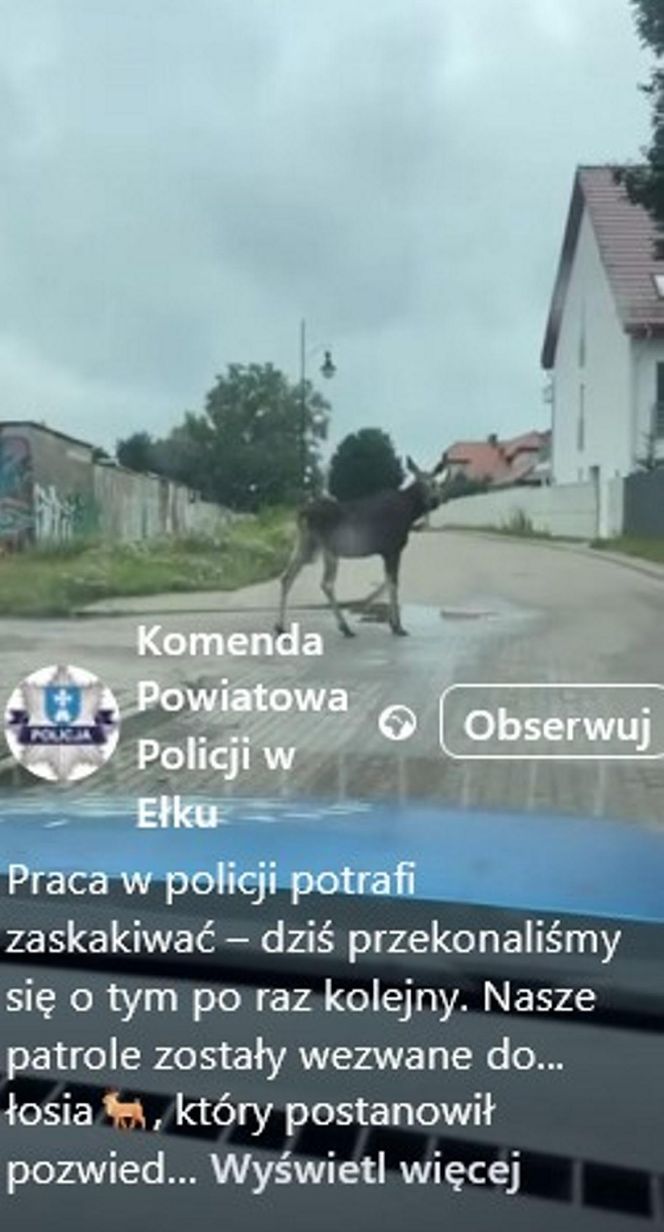 Łoś pływał w rzece i spacerował po Ełku! 