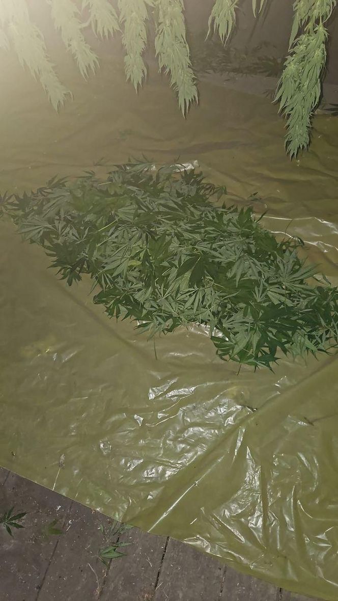 Tarnowscy policjanci zatrzymali 31-latka z dużą ilością narkotyków