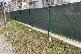 „Bałuckie stolczyki”, czyli wystawa psich kup. Autorka chce zwrócić uwagę na ważny problem [ZDJĘCIA]