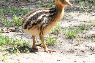 W Warszawskim ZOO wykluł się kazuar hełmiasty