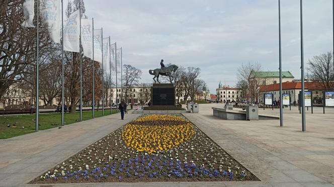 Wiosenne nasadzenia bratków w centrum Lublina