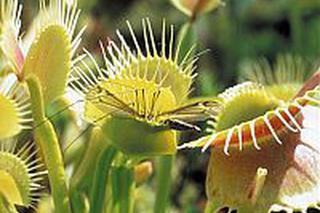 Muchołówka (Dionaea)