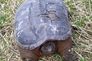 Bestia z Ameryki siała postrach pod Grójcem. Interweniowali ekolodzy
