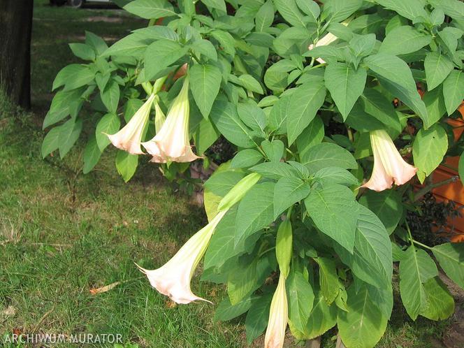 Datura: rośliny na balkon zachodni