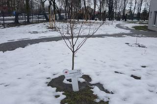 Drzewa dla sosnowieckiego hospicjum