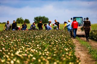 Królewskie kwiaty z Brzozia podbijają świat 