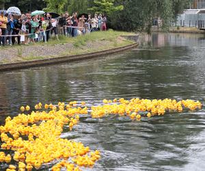 Ster na Bydgoszcz 2023. V Charytatywny Wyścig Kaczek Rotary [ZDJĘCIA]