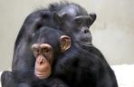 Odeszła najstarsza szympansica z gdańskiego zoo. Kasia miała 45 lat
