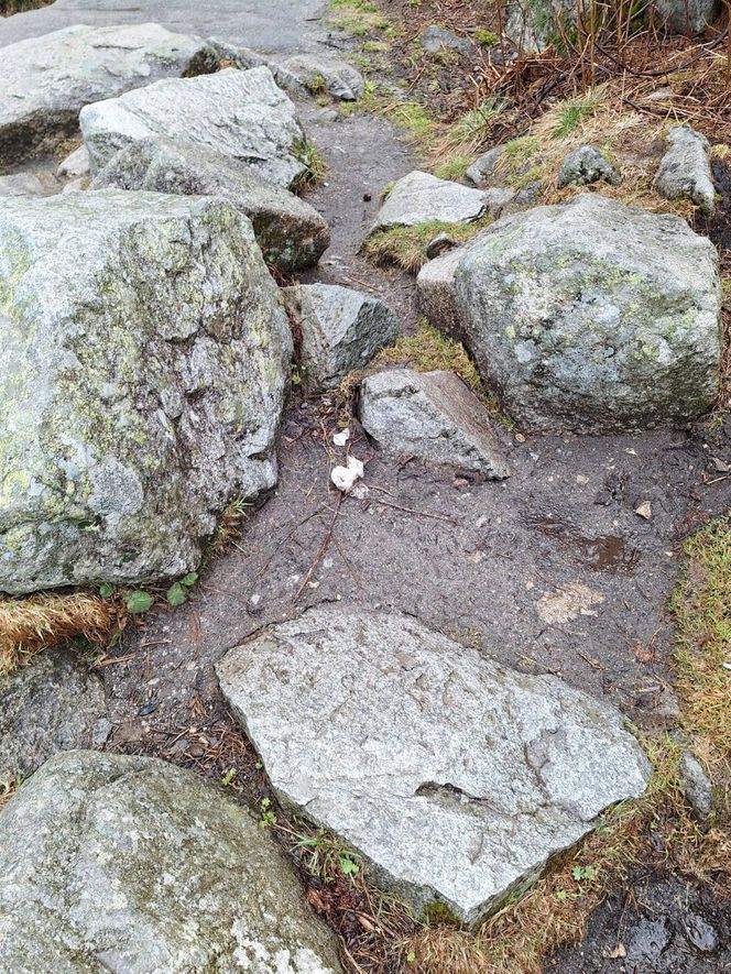 Morskie Oko zaśmiecone jak nigdy. To sprawka turystów. TPN opublikował zdjęcia.