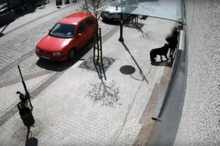 Przerażające sceny w Lęborku! Wielki pies zerwał się ze smyczy i zaatakował trzy osoby. 8-latka pogryziona [ZDJĘCIA].
