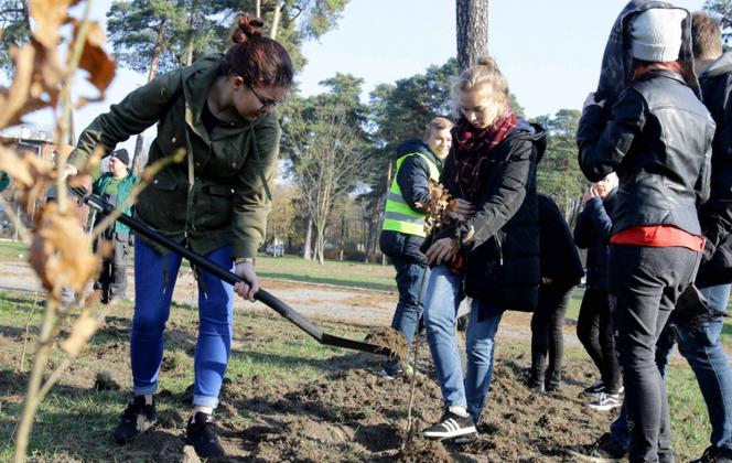 Sto drzew na 100. rocznicę odzyskania niepodległości w Toruniu