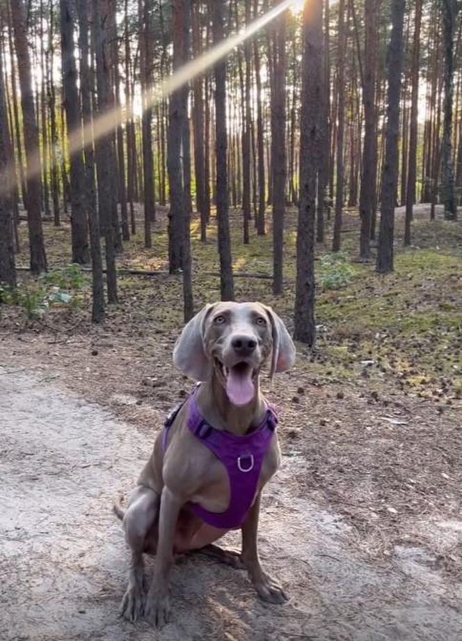 Przejechali mu psa oplem. "Zabili moją Sunię"