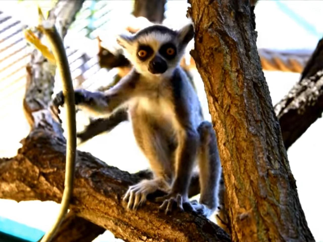 Dzień Dziecka! Zobacz maluchy w poznańskim ZOO!