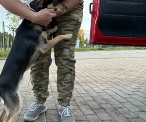 Suczka żyła wśród pól, na łańcuchu. Nawet nie przy budzie. Od wiatru osłaniała ją taczka