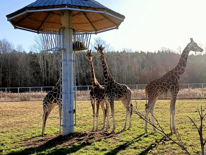 Żyrafy z poznańskiego zoo poczuły wiosnę