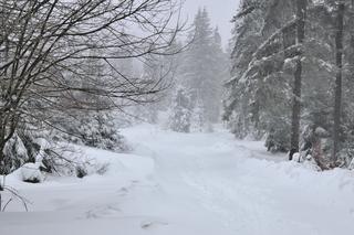 Śnieg zasypie Polskę?! Powrót zimy. Pogoda da nam w kość? Prognoza