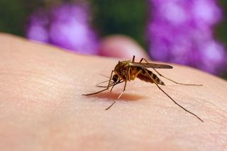 Co odstrasza komary w ogrodzie? Skuteczne metody na pozbycie się komarów z ogrodu
