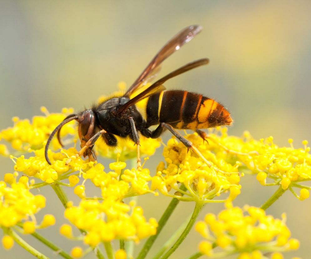 Szerszeń azjatycki, Vespa velutina nigrithorax występuje naturalnie w Chinach, północnych Indiach i Azji Południowo-Wschodniej.