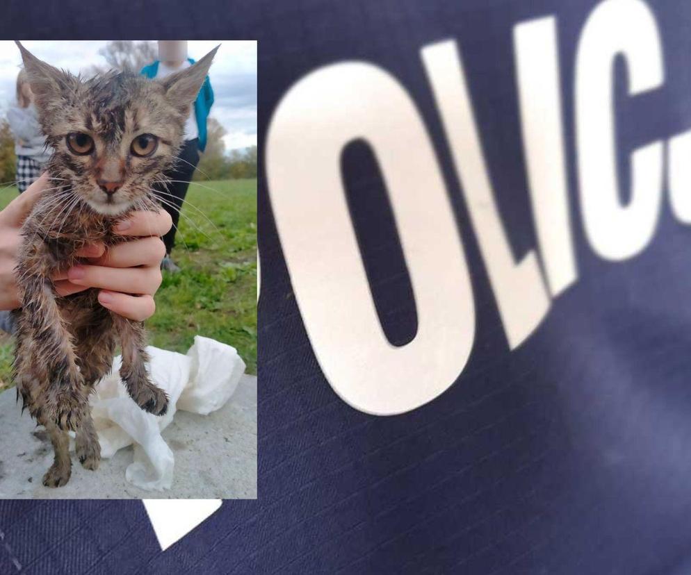 Nastolatek wrzucił kotka do studzienki kanalizacyjnej i rzucał w niego cegłami