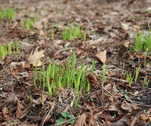 W Ogrodzie Saskim w Lublinie widać już wiosnę? Szukaliśmy jej oznak