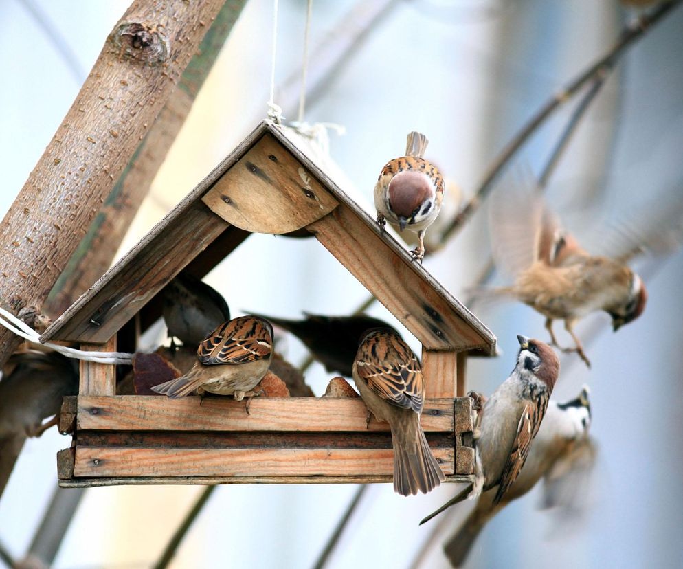 Jak dokarmiać ptaki zimą? Jaki karmnik wybrać? 